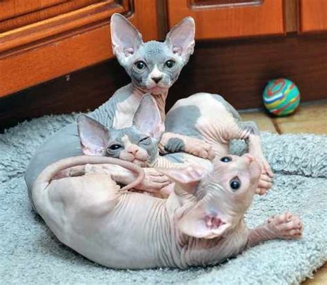 Mom is sphynx and dad is bambino. . Sphynx cat for sale indianapolis